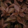 Shining Sensation Weigela #5 - Image 3